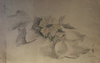 Study of a passion flower head and...