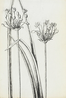 Plant study - line drawing