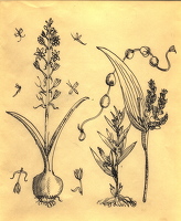 Study of plant bulbs, circa 1940