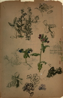Study of various flowers