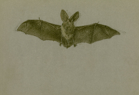 Study of a bat