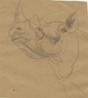 Study of a Rhino head