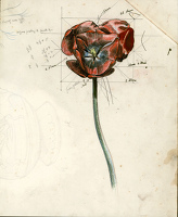 Study of a poppy
