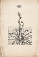 Study of Eryngium agavifolium for...