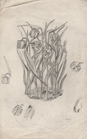 Study of Fritillaria meleagris...