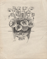 Studies of Cyclamen coüm and for C....