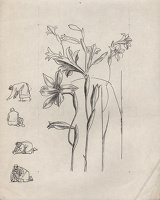 Study of Gladiolus tristis for page...