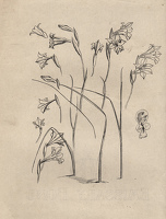 Studies of Gladiolus tristis for...