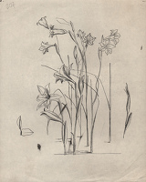 Studies of Gladiolus tristis for...