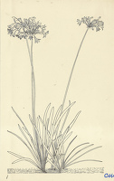Agapanthus Umbellatus Mooreanus
