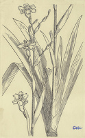 Iris japonica Ledger's Variety