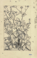 Ranunculus aconitifolius fl. pl. 