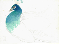 Peacock looking left, 14.VI.1900