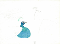 Peacock looking right,14.VI.1900