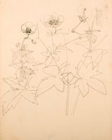 Studies of Geranium armenum