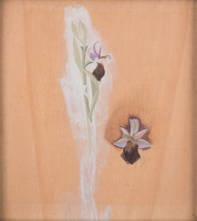 Study of Ophrys Bertolonii