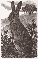 Sitting Hare, 1949