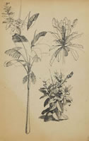 Sheet of studies with Palm, circa 1930
