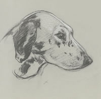  Head of a hunting dog, c.1930