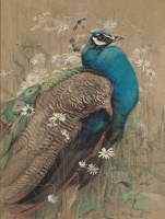 Peacock, 1899