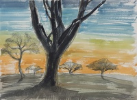 Trees in sunset