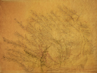 Study for the olive tree in Allegory