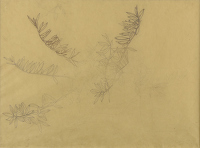 Study of Olive leaves