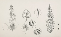 Drawings of leaves and flowers.