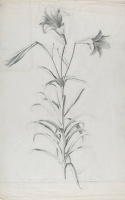 Study of Lilies, 1930's