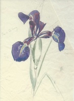 Study of a beardless Iris species