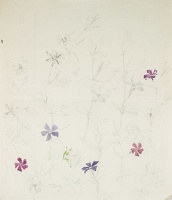 Periwinkle flower study (Vinca species)