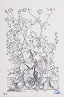 Ranunculus aconitifolius fl. pl.
