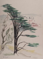 Japanese black pine tree above Malvern
