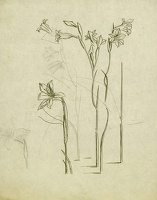 Preliminary study for Gladiolus tristis