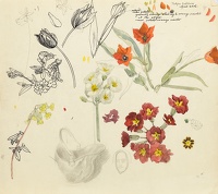 Sheet of flower studies with Tulipa...