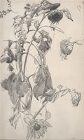 Studies of a Sunflower Plant