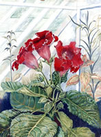 Gloxinias in a greenhouse, 1961