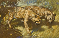 Two Leopards Courting - circa 1950