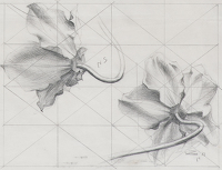 Flower Study, mid 1930's
