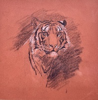 Study of Tiger