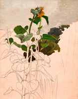 Study of a Sunflower, late 1940s