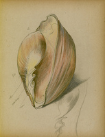 Study of a shell, 1930's