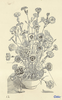Dianthus Plumarius 