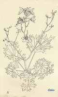 Delphinium Belladonna