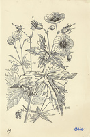 Geranium armenum