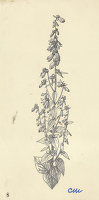 Campanula Rapunculoides