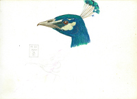 Head of a Peacock, 11 IX 1900