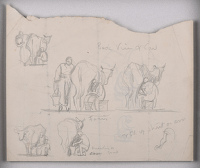 Back view of cow- sheet of studies