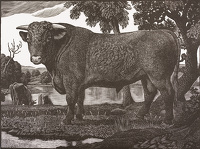The Shorthorn bull, circa 1940
