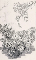 Study of Old Roses